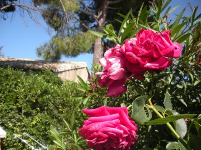 two pink roses in front of a tree at Gites Climatisés Piscine Chauffée La Balancelle in Saint-Rémy-de-Provence