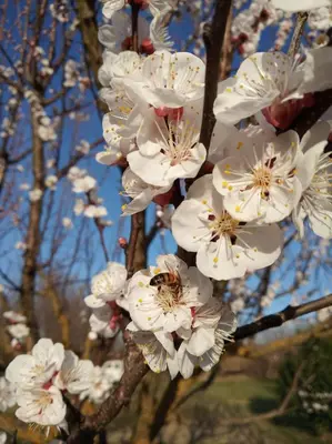 a bunch of white flowers on a tree at le Mas de la Jardine in Velleron
