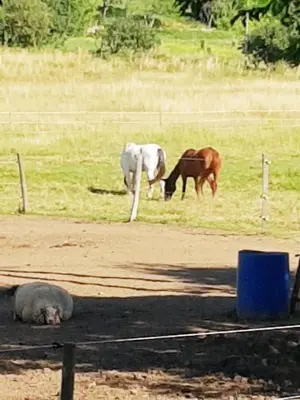 two horses and a dog grazing in a field at Chambres entre Ventoux et luberon in Sault-de-Vaucluse