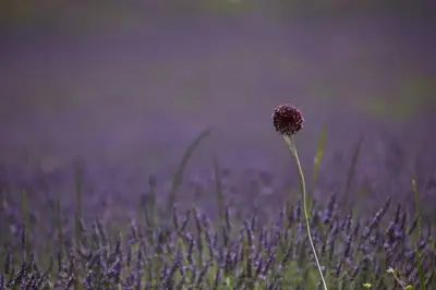 a purple flower in the middle of a field at Poterie de Pierroux in Roussillon