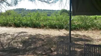 an umbrella in front of a field with trees at Acacia in Mazan