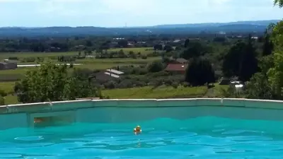 a swimming pool with a dog in the water at Olivier in Mazan
