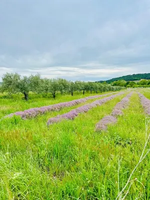 a field of grass with purple crops in it at La Sarrasine in Villes-sur-Auzon