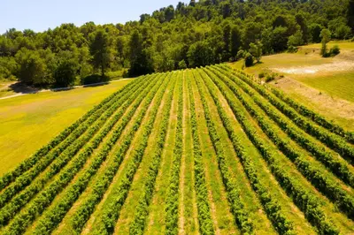 an overhead view of a large soybean field at Le Mas Sérénité in Ansouis