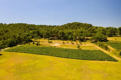 an aerial view of a field of green plants at Le Mas Sérénité in Ansouis