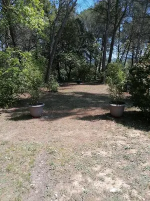 two potted plants sitting in a yard with trees at Le Clos Zinou in Lambesc