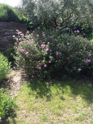 a bush of pink flowers in a yard at Le Mazet Des Joncs en Provence in Saint-Pierre-de-Vassols
