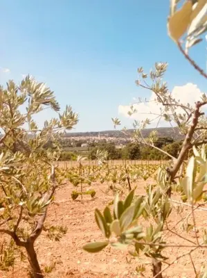 a field with trees and plants in a field at Le Vieux Portail in Saint-Saturnin-les-Apt