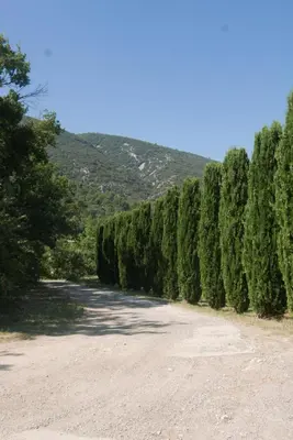 a row of trees on the side of a road at Les Amandiers in Bonnieux