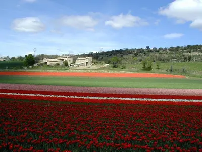 a row of red and white tulips in a field at La Fenice - Beautifully restored property with heated pool in small village in Montjustin