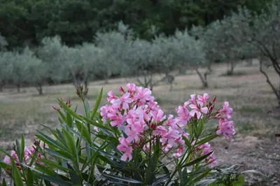 a bush of pink flowers in a field at Moulin des Gypses Gîte Les Pierres Blanches, Ventoux in Mormoiron