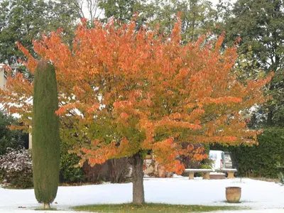 a tree with orange leaves in a yard with a bush at Villa Melodie St Remy 6HA Piscine in Saint-Rémy-de-Provence
