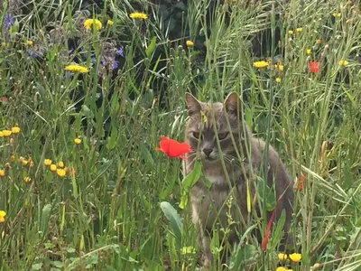 a cat sitting in a field with a red flower at Le Logis in Gordes