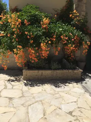 a garden with orange flowers on a stone patio at authentic provencal mas with pool, in the countryside of the village of sénas, close to the luberon and the alpilles, sleeps 8. in Sénas