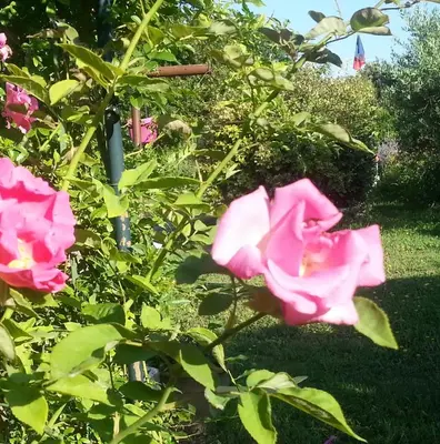 a group of pink roses in a garden at Chambres d'Hôtes de Curnier in Bédoin