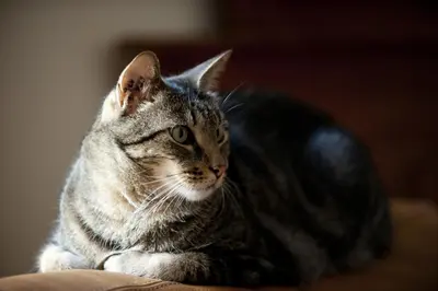 a cat sitting on a couch looking at the camera at La Maison du Peintre en Provence in Mallemort