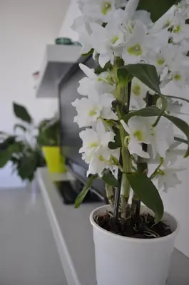 a white plant in a white pot on a counter at Le Mas de Plein Pagnier in Mazan