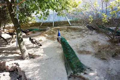a group of birds walking around in a zoo at Les Gargoulettes in Lauris