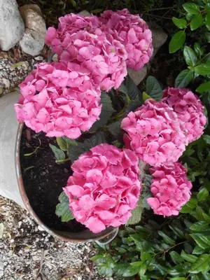 a bunch of pink flowers in a pot at Le Mas des Baux in Bédoin
