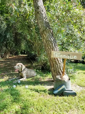 a dog laying in the grass next to a tree at Le Mas d'Hermès in Plan-dʼOrgon