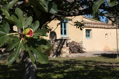 an apple hanging from a tree in front of a house at gîte Mas Antinea in Mazan