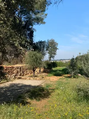 a field with a tree and a stone wall at La Farigoule - Sainte-Victoire - Vue exceptionnelle sur Aix-en-Provence in Aix-en-Provence