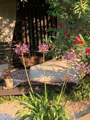 a garden with purple flowers in front of a bench at La demeure in Eyguières