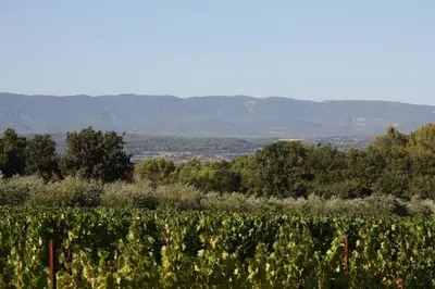 a field of vines with mountains in the background at Il Sole in Le Puy-Sainte-Réparade