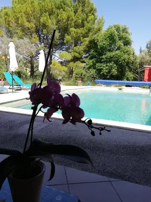 a purple flower in a vase next to a pool at Le mas de la diligence in Mirabeau