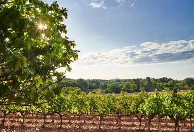 a vineyard with the sun shining on the vines at Château de la Gaude in Aix-en-Provence