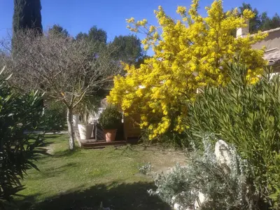 a yellow flowering tree in a yard with plants at La Campanette en Luberon -Piscine privée in Cheval-Blanc