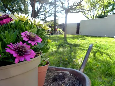 a potted plant with purple flowers in a yard at Villa - La quiétude de St Antoine - piscine privée in LʼIsle-sur-la-Sorgue