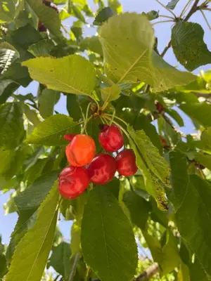 a bunch of red berries on a tree with leaves at La Manaude in Ménerbes