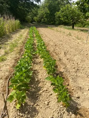 a row of green plants on a dirt road at La Manaude in Ménerbes