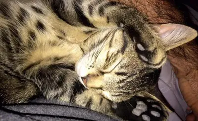 a cat sleeping on top of a persons hand at Locations insolites 