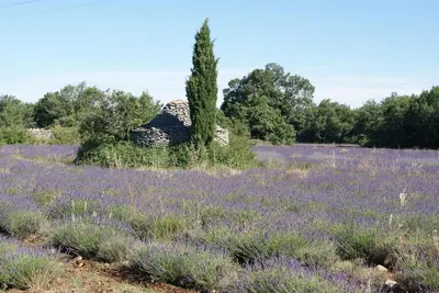 a field of lavender with a tree in the middle at A 5 Minutes des Ocres Gïte La Charite Gordes Roussillon in Gargas
