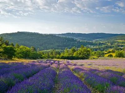 a field of lavender with mountains in the background at Le Jas de Verdolier in Sault-de-Vaucluse