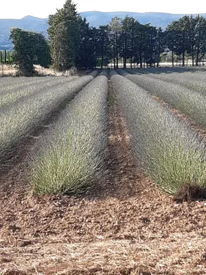 a field with two rows of plants in the middle at Mas Dansavan Chambres d'hôtes in Oppède