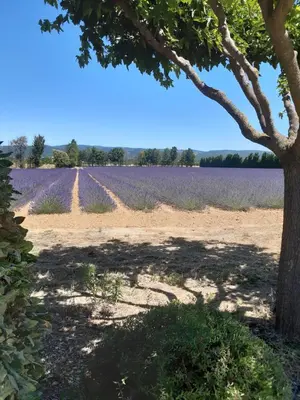 a field of lavender with a tree in the foreground at Mas Dansavan Chambres d'hôtes in Oppède