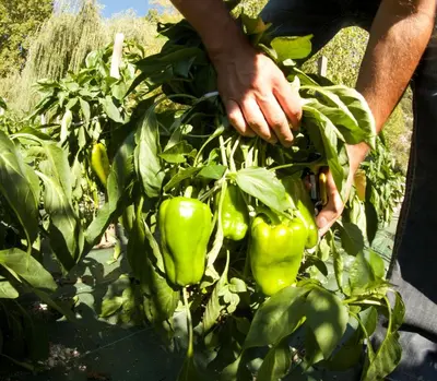 a person holding a bunch of green peppers at Logis Hôtel Restaurant du Parc in Fontaine-de-Vaucluse