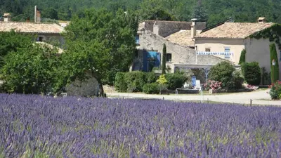 a lavender field with a house in the background at Gîte de caractère au pied du Mont Ventoux avec piscine couverte in Sault-de-Vaucluse