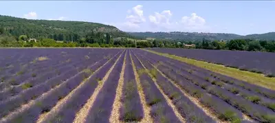 an empty field with rows of plants in it at Le Nesk Ventoux - Hotel in Sault-de-Vaucluse