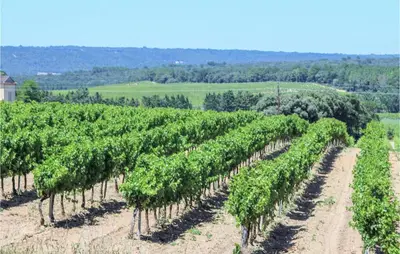 a vineyard with rows of green plants in a field at Cozy Apartment In Villes Sur Auzon in Villes-sur-Auzon