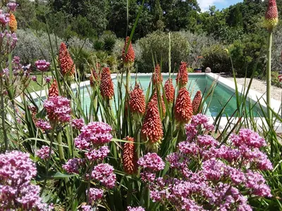 a garden with pink flowers in front of a swimming pool at la petite maison in Vaugines