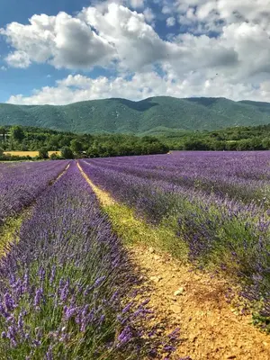 a field of lavender with a dirt road at Villa piscine face au grand luberon Cereste in Céreste