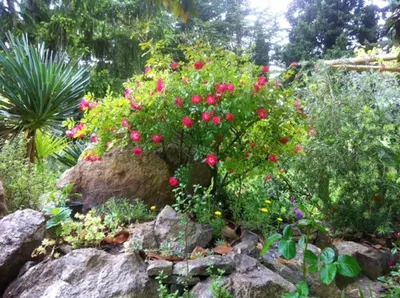 a bush with pink flowers on top of a rock at Maison charmante au Thor + Piscine in Le Thor