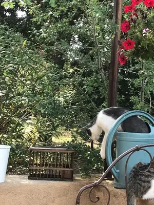 a black and white cat standing in a bird feeder at Maison de famille au coeur du Luberon in Mérindol