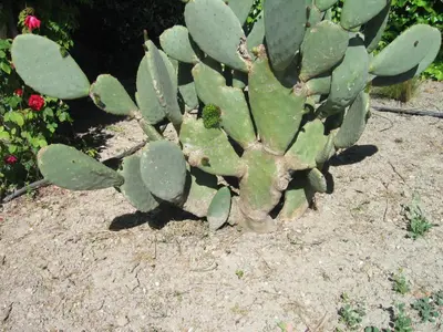 a green cactus on the ground in a garden at La Pastorale in Lagnes