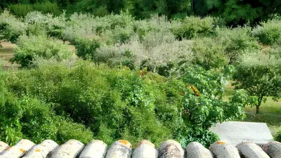 an overhead view of a garden with bushes and trees at Charmante villa à Dauphin avec piscine privée et jardin in Dauphin