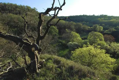 a dead tree on top of a hill at La maison jaune in La Roque-sur-Pernes